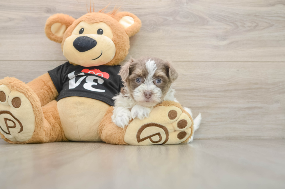 Havanese Puppy for Adoption