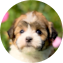 Havanese Puppy For Sale - Pilesgrove Pups Havanese Puppy For Sale - Pilesgrove Pups