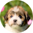 Havanese Puppies For Sale - Pilesgrove Pups Havanese Puppies For Sale - Pilesgrove Pups