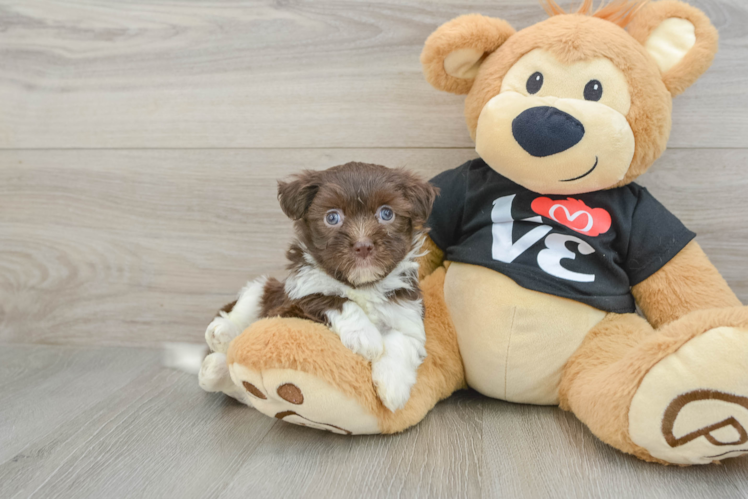 Energetic Bichon Havanes Purebred Puppy