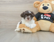 5 week old Havanese Puppy For Sale - Pilesgrove Pups