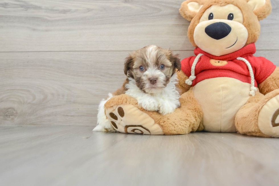 Havanese Pup Being Cute