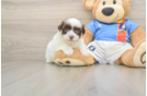 Akc Registered Havanese Purebred Pup