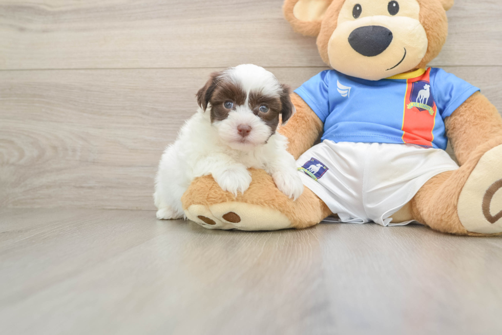Akc Registered Havanese Purebred Pup