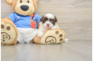 Sweet Havanese Cuban Bichon Purebred Puppy