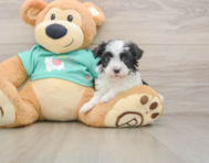 5 week old Havanese Puppy For Sale - Pilesgrove Pups