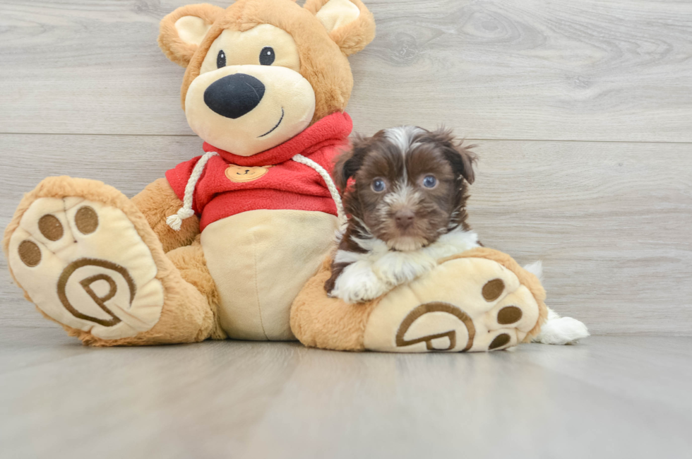 7 week old Havanese Puppy For Sale - Pilesgrove Pups