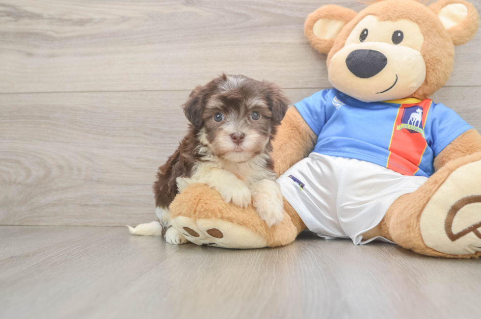 6 week old Havanese Puppy For Sale - Pilesgrove Pups