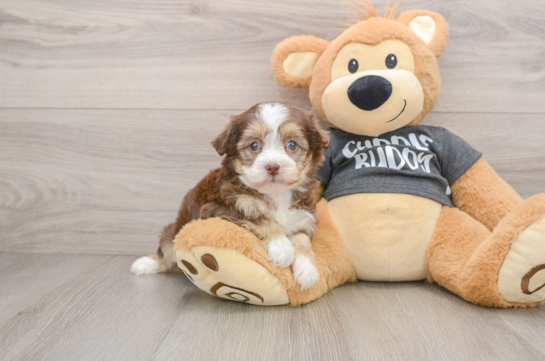 Adorable Havaneser Purebred Puppy