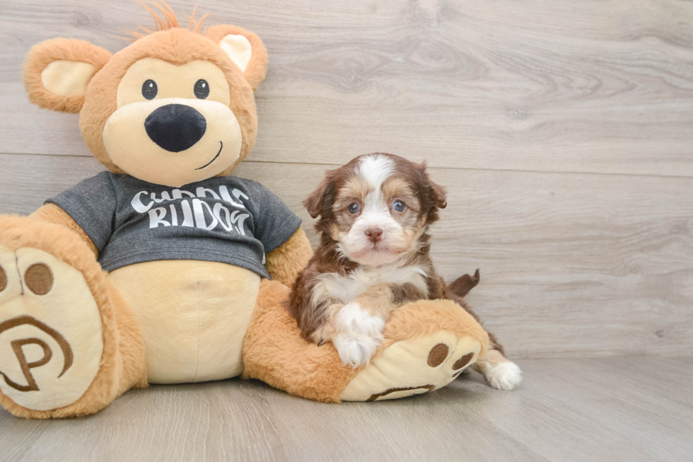 Akc Registered Havanese Baby