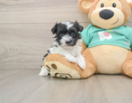 5 week old Havanese Puppy For Sale - Pilesgrove Pups