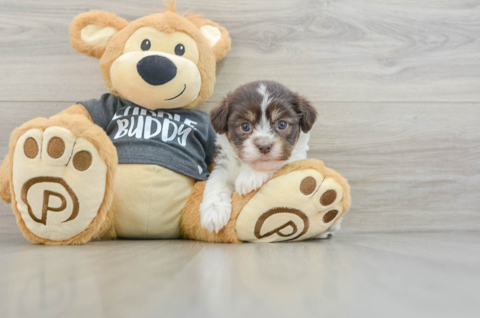 6 week old Havanese Puppy For Sale - Pilesgrove Pups