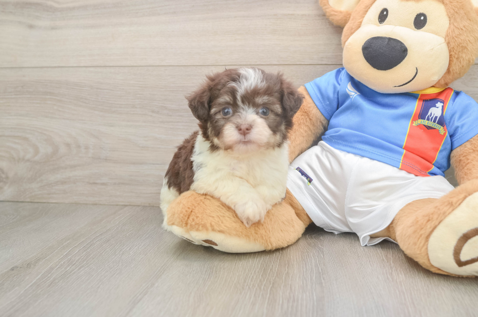 6 week old Havanese Puppy For Sale - Pilesgrove Pups