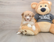 5 week old Havanese Puppy For Sale - Pilesgrove Pups