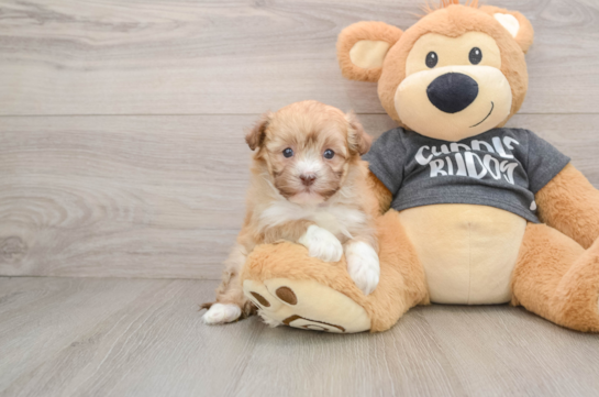 Havanese Puppy for Adoption