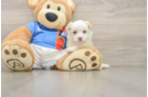Havanese Puppy for Adoption