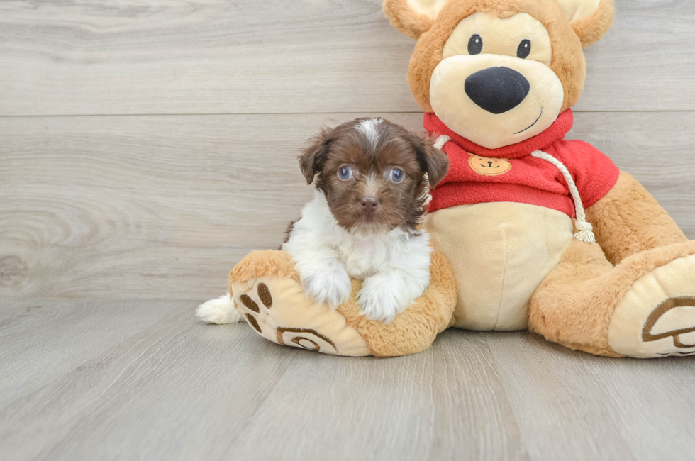 7 week old Havanese Puppy For Sale - Pilesgrove Pups