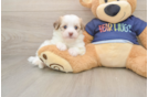 Akc Registered Havanese Baby