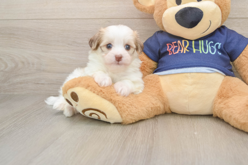 Akc Registered Havanese Baby