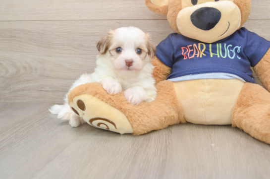 Akc Registered Havanese Baby