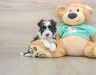 5 week old Havanese Puppy For Sale - Pilesgrove Pups