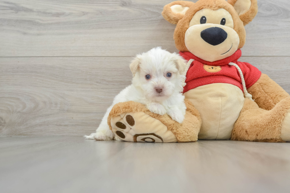 Havanese Pup Being Cute