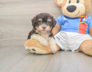 8 week old Havanese Puppy For Sale - Pilesgrove Pups