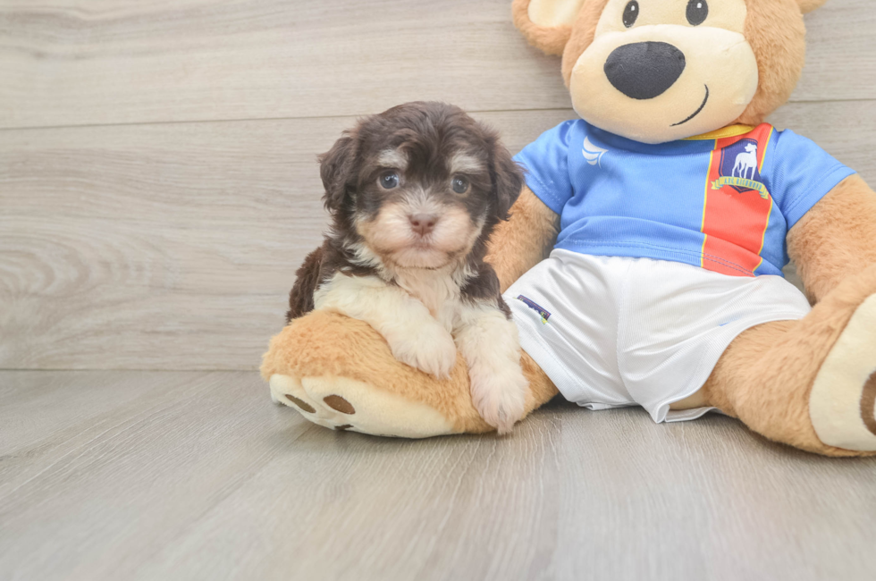 6 week old Havanese Puppy For Sale - Pilesgrove Pups