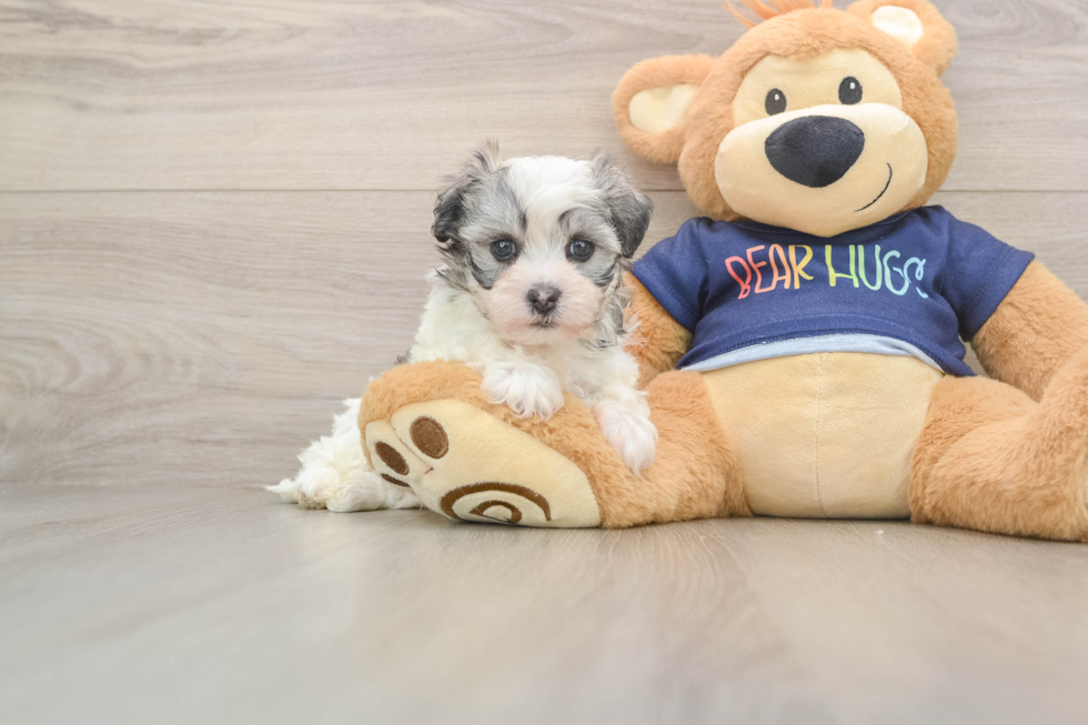 Best Havanese Baby