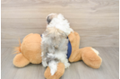 Havanese Puppy for Adoption