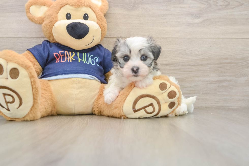 Best Havanese Baby