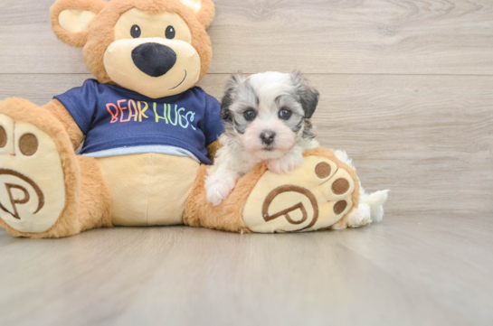 Best Havanese Baby