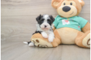 Havanese Pup Being Cute