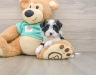 5 week old Havanese Puppy For Sale - Pilesgrove Pups