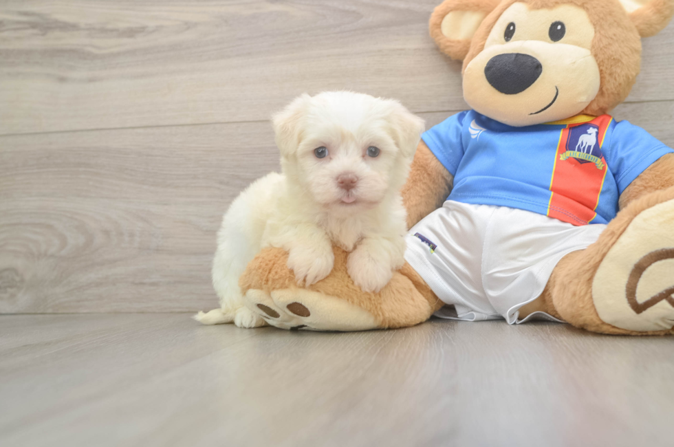 6 week old Havanese Puppy For Sale - Pilesgrove Pups