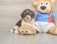 6 week old Havanese Puppy For Sale - Pilesgrove Pups