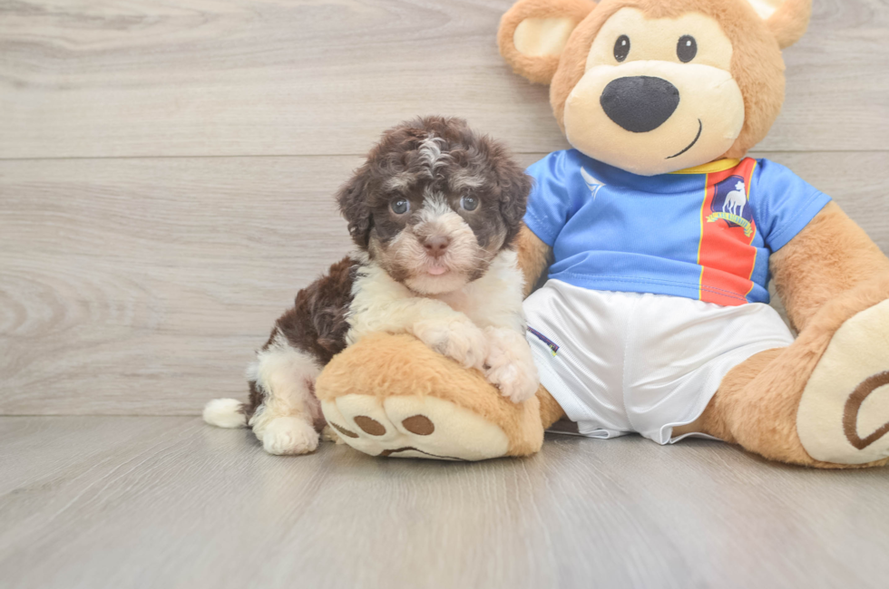6 week old Havanese Puppy For Sale - Pilesgrove Pups