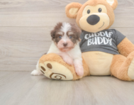 7 week old Havanese Puppy For Sale - Pilesgrove Pups