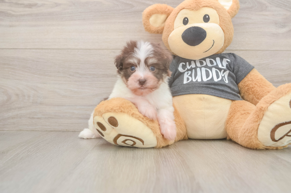 5 week old Havanese Puppy For Sale - Pilesgrove Pups