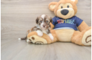 Havanese Pup Being Cute