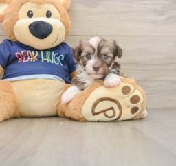 5 week old Havanese Puppy For Sale - Pilesgrove Pups