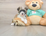 6 week old Havanese Puppy For Sale - Pilesgrove Pups