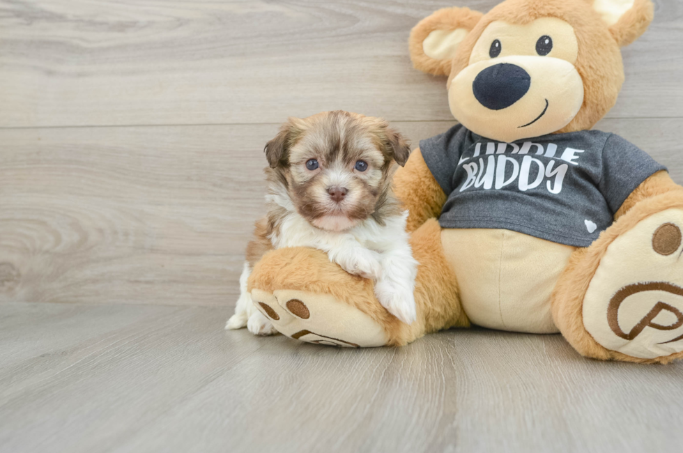 6 week old Havanese Puppy For Sale - Pilesgrove Pups