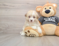 5 week old Havanese Puppy For Sale - Pilesgrove Pups