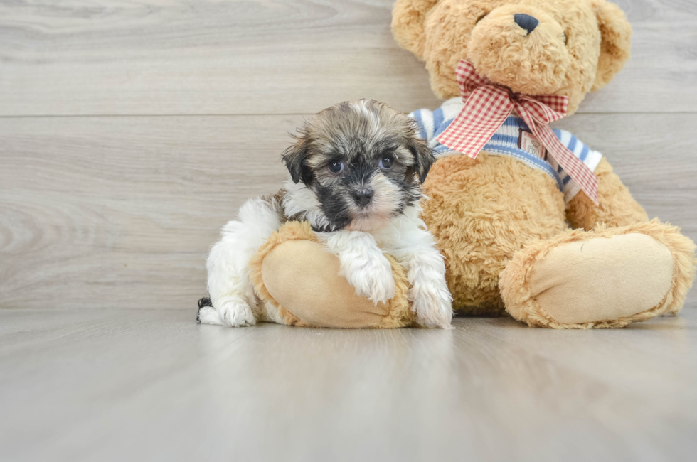 8 week old Havanese Puppy For Sale - Pilesgrove Pups