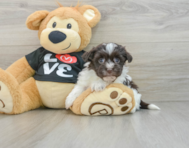 7 week old Havanese Puppy For Sale - Pilesgrove Pups