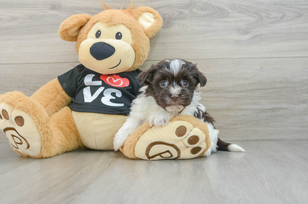 7 week old Havanese Puppy For Sale - Pilesgrove Pups