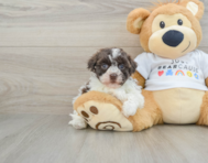 9 week old Havanese Puppy For Sale - Pilesgrove Pups