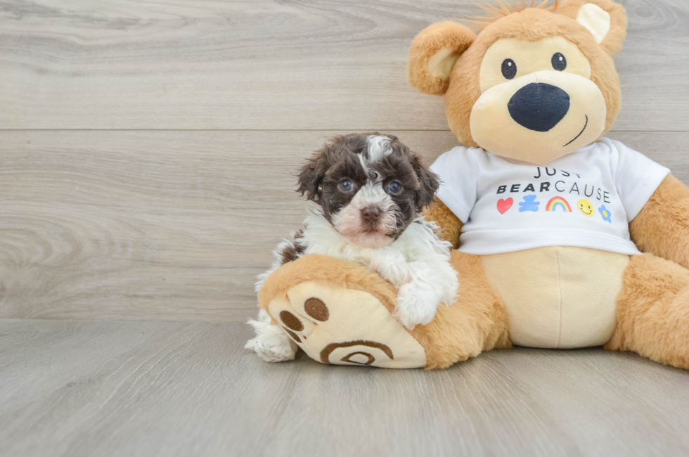 7 week old Havanese Puppy For Sale - Pilesgrove Pups