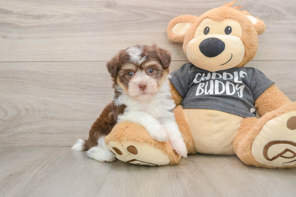 Playful Havanese Baby